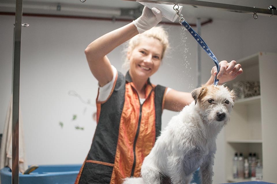 ewa sanecka kąpiel i pielęgnacja psów