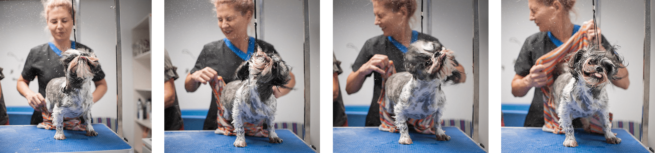 Salon strzyżenia i pielęgnacji psów